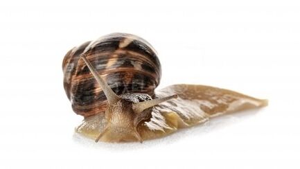 Intenskin contiene mucina de caracol